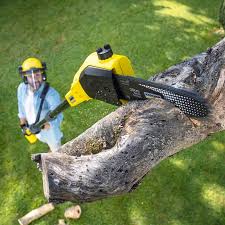 Professional Tree Removal and Landscaping Services in Hobart, OK